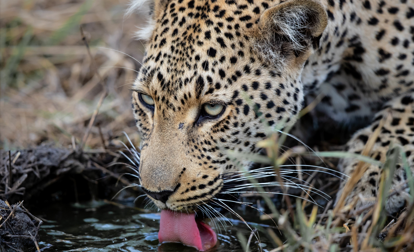Leopard on safari