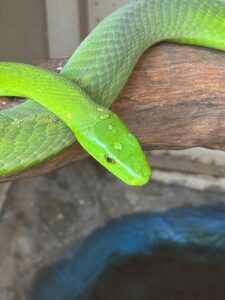 Green Mamba